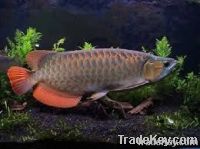 Quality Diversed Arowana fish for sale