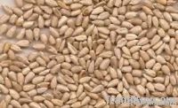 Quality Almonds , Apricot Kernels , Betel Nuts, Brazil Nuts , Cashew Nuts, Chest