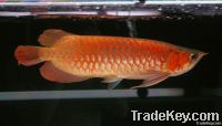 Best Golden Arowana Fish - Premium Quality