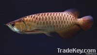 Quality Asian Arowana Fish - Premium Quality