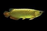 Quality Golden arowana fish for sale