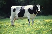 Best Pregnant Holstein Heifers Cattle For Sale
