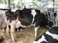 Best Pregnant Holstein Heifers and Other Dairy Cattles