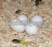 Best Fertile Parrot Eggs