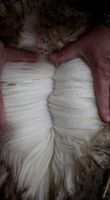 Quality dry salted merinos sheepskins