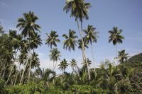 Coconut Cooking Oil