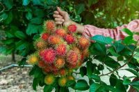 Frozen Rambutan - Fresh rambutan - Dried rambutan