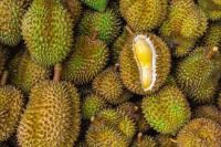 fresh durian - frozen durian - dried durian