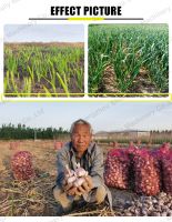 Automatic Garlic Grass Seeder / Dry garlic Planter / Garlic Sowing Planting Machine