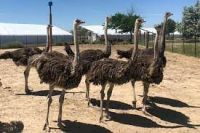 Live Ostrich Chicks Eggs chicken hens goose ducks and parrots peacock