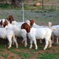 Boer Goat /Saanen...