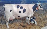 Simmental Cattle Hereford Cattle Black Agnus Cattle Holstein Freisan Cattle