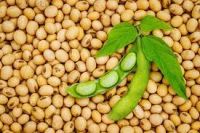 SOYBEAN