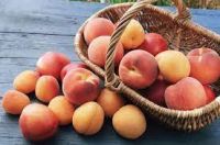 FRESH APRICOT