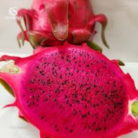 Fresh Dragon Fruit from Vietnam