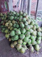 Sell Fresh Coconut, Young Coconut, Coconut Water.