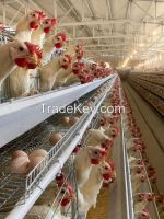 https://jp.tradekey.com/product_view/A-Type-160-Birds-Semi-Automatic-Hot-Dipped-Galvanized-Layer-Cages-Egg-10185846.html