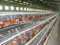 A Type 160 Birds Semi Automatic Hot Dipped Galvanized Layer Cages Egg
