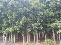 Mahogany Trees