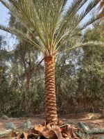 DATE PALM TREES FOR SALE