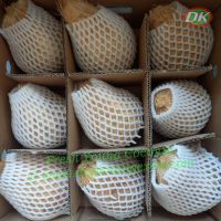 Leading exporter of Coconut/ Ben Tre VN (Whatsapp +84 769 026 486)