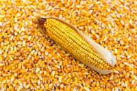 Non GMO and GMO Yellow Corn/Maize for Animal Feed