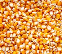 Top Quality Natural Non GMO Yellow Maize/Corn