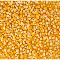 https://jp.tradekey.com/product_view/100-Yellow-Dried-Maize-At-Wholesale-Price-Grade-1-Non-Gmo-White-And-Yellow-Corn-maize-10227377.html