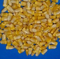 Premium Quality Non GMO yellow corn maize