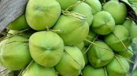 Tender Coconut, Semi Husked Coconut