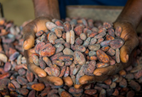 Cocoa Beans