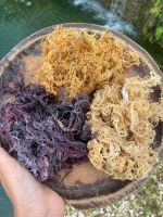 Dried Sea moss/ W...