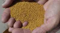 mustard seeds, safflower seeds, sunflower seeds