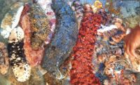 sea cucumber