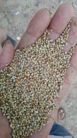 GREEN MILLET