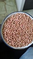 GROUND NUT BOLD TJ JAWA AVAILABLE