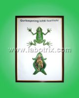 https://jp.tradekey.com/product_view/Bas-relief-Model-quot-internal-Structure-Of-A-Frog-quot--456295.html