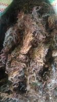 Dried Seaweed Eucheuma cottonii (WA) +62 821 5479 9776