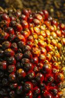 Palm oil