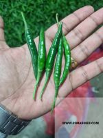 G4 Green chilli