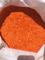 Whole Red Lentils for Sale