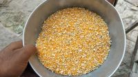 Yellow Maize Best Quality Available In Stock