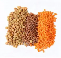 High Quality Organic Canadian Red Lentils / Split Red Lentils Available For Sale At Low Price