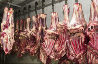 HALAL Certified Fresh Frozen Cow/Lamb Beef Without Bones/Body Part Boneless Beef