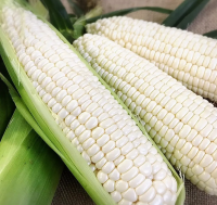 https://ar.tradekey.com/product_view/Buy-White-Corn-White-Corn-For-Human-Consumption-Non-Gmo-White-Corn-10262007.html