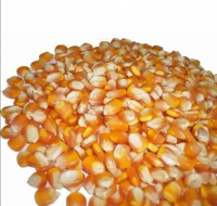 Top Quality Dried Yellow Corn at 100% Organic Sweet Corn