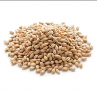 100% Malt Barley,best Feed Barley Grain / Barley Malt Grain / Hulled Barley Ready From Lithuania Pearl Barley For Sale Animal Feed. 100% Barley Seeds