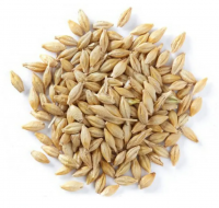 100% Malt Barley,best Feed Barley Grain / Barley Malt Grain / Hulled Barley Ready From Lithuania Pearl Barley For Sale Animal Feed. 100% Barley Seeds