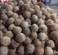 Vietnam natural coconut dried coconut supplier best price