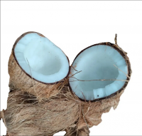 100% Natural Mature Coconut/ Semi Husked Coconut From Vietnam With High Quality
